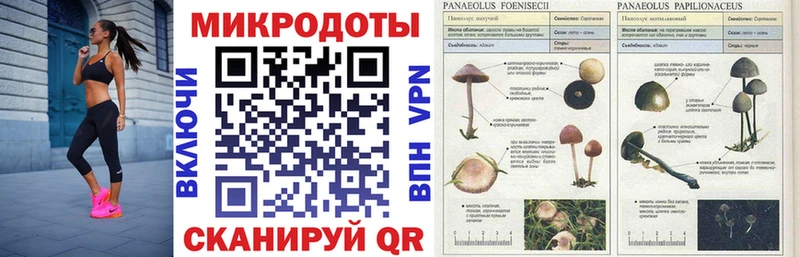 Псилоцибиновые грибы Psilocybe  закладки  mega как войти  Закаменск 